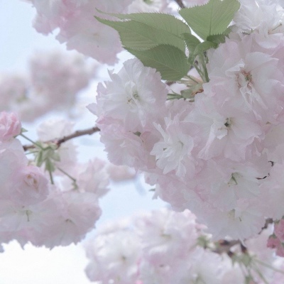 砀山FurryQQ群介绍